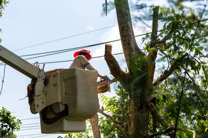 A technician in a bucket truck removes limbs from a tree near electric lines on a {city} property.